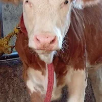 دو راس گوساله سیمینتال ماده و نر امریکایی|حیوانات مزرعه|قائم‌شهر, |دیوار