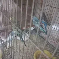 جوجه مرغ عشق