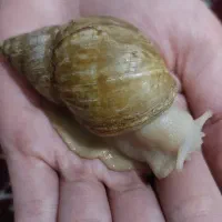 فروش حلزون پرورشی