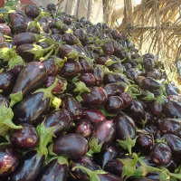 فروش بادمجان لامپی