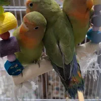 سه تا جوجه طوطی برزیلی دوماهه