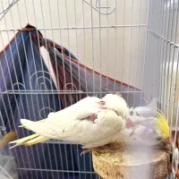 عروس هلندی تازه به دنیا اومده|پرنده|خلخال, |دیوار