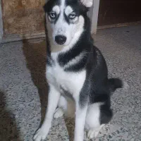 سگ هاسکی اصیل