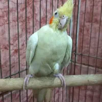 یک جفت عروس هلندی با چهار عدد جوجه|پرنده|کارون, |دیوار