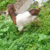 بزغاله قیمت مناسب  اولی و دومی ۴۹۰۰ بره ندارم