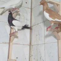 کبوتریهودی  هفترنگ سارخال پرشی جفتگاه