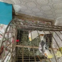 2جفت عروس هلندی