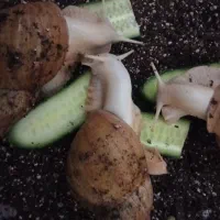 حلزون مولد|خزنده|آبادان, |دیوار