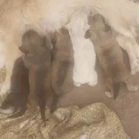 پاکوتاه|سگ|بم, |دیوار