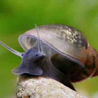 انواع گیاه اکواریوم و حلزون بلدر|ماهی|رشت, منظریه|دیوار