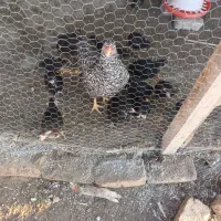 مرغ جوجه دار|حیوانات مزرعه|سیمین شهر, |دیوار