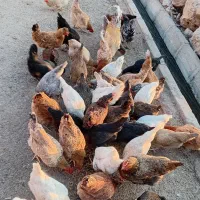 مرغ محلی|حیوانات مزرعه|اندیمشک, |دیوار