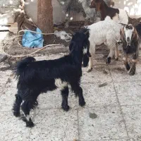 ۶راس بز|حیوانات مزرعه|اهواز, اسماعیلیه|دیوار