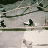 کبوترملقی|پرنده|زرند, |دیوار