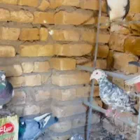 کبوتر|پرنده|تربت‌حیدریه, منظر|دیوار
