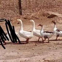 قوغاز  غاز  اردک اسرایلی|حیوانات مزرعه|قزوین, |دیوار
