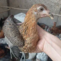جوجه گلین لری ۳ماهه