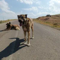 سگ سرابی گله ای بشرط|سگ|بستان آباد, |دیوار