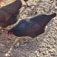 مرغ جوان ۸ماه