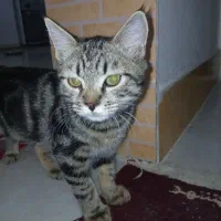 واگذاری|گربه|نیشابور, ناسیونال|دیوار