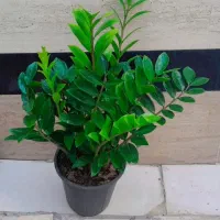 زامفیلیا سبز سایز بزرگ پر پاجوش بسیار زیبا قیمت۵۵۰
