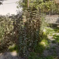 فروش نهال گیلاس تک دانه درجه ۱|خدمات باغبانی و درختکاری|لواسان, |دیوار