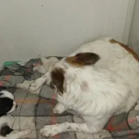 سگ اشپیتز همراه دو تا توله