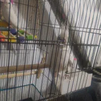 عروس هلندی آلبینو معاوضه با گرنچیک