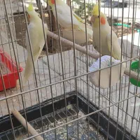 چند عدد عروس هلندی فروشی به صورت یک جا|پرنده|سیرجان, |دیوار