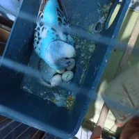 مرغ عشق|پرنده|مسجد سلیمان, |دیوار