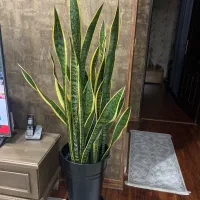 گل سانسوریا با گلدان