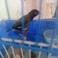 مرغ مینا سخنگو