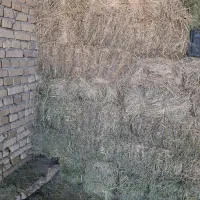 یونجه|لوازم جانبی حیوانات|کبودرآهنگ, |دیوار