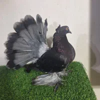 دمچتری امریکایی|پرنده|اصفهان, دهنو (محمدآباد)|دیوار