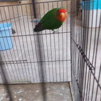 کوتوله سخن گو و بازی گوش