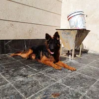 واگذاری ژرمن شپرد|سگ|دماوند, گیلاوند|دیوار