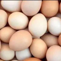 تخم مرغ محلی ارگانیک ونطفه دار