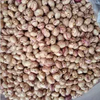 فروش لوبیا چیتی کیفیت بالا قیمت پایین