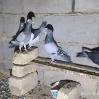 کبوتر نر ماده سبز و مگس ابلغ