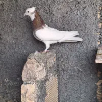 پرنده کبوتر طوقی.