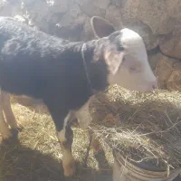 سیمنتال نره