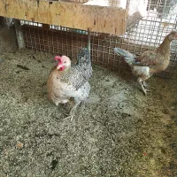 مرغ محلی اصل