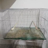 مرغ عشق انگلیسی گرید آ و قفس|پرنده|گرگان, |دیوار