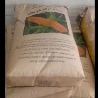 بذر ذرت چوگان