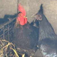 مرغ و خروس مینیاتوری
