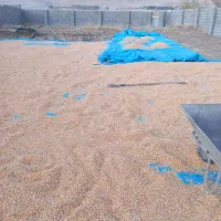 ذرت دانهای|عمدهفروشی|صحنه, |دیوار