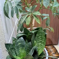 یازده عدد انواع گلهای آپارتمانی|گل و گیاه طبیعی|مشهد, شهرآرا|دیوار