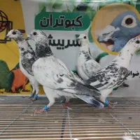 کبوتر شهرستانی|پرنده|سربیشه, |دیوار