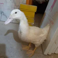 فروش سه عدد اردک