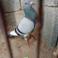 کبوتر پلاکی